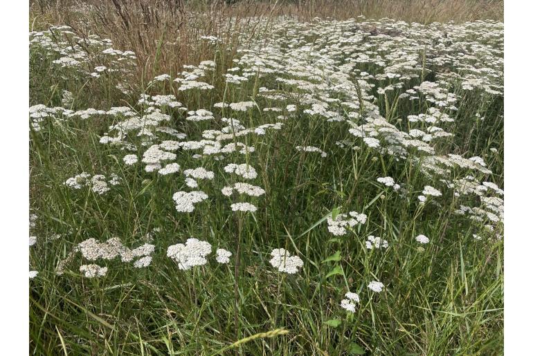 Achillea millefolium -7755