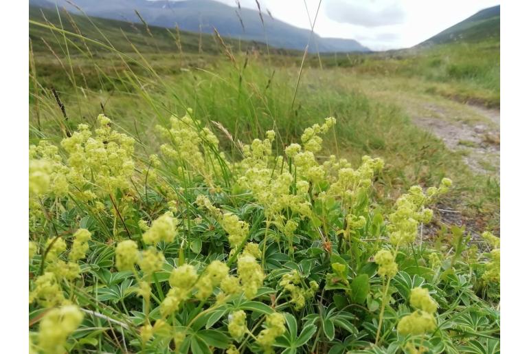 Alchemilla alpina -7757