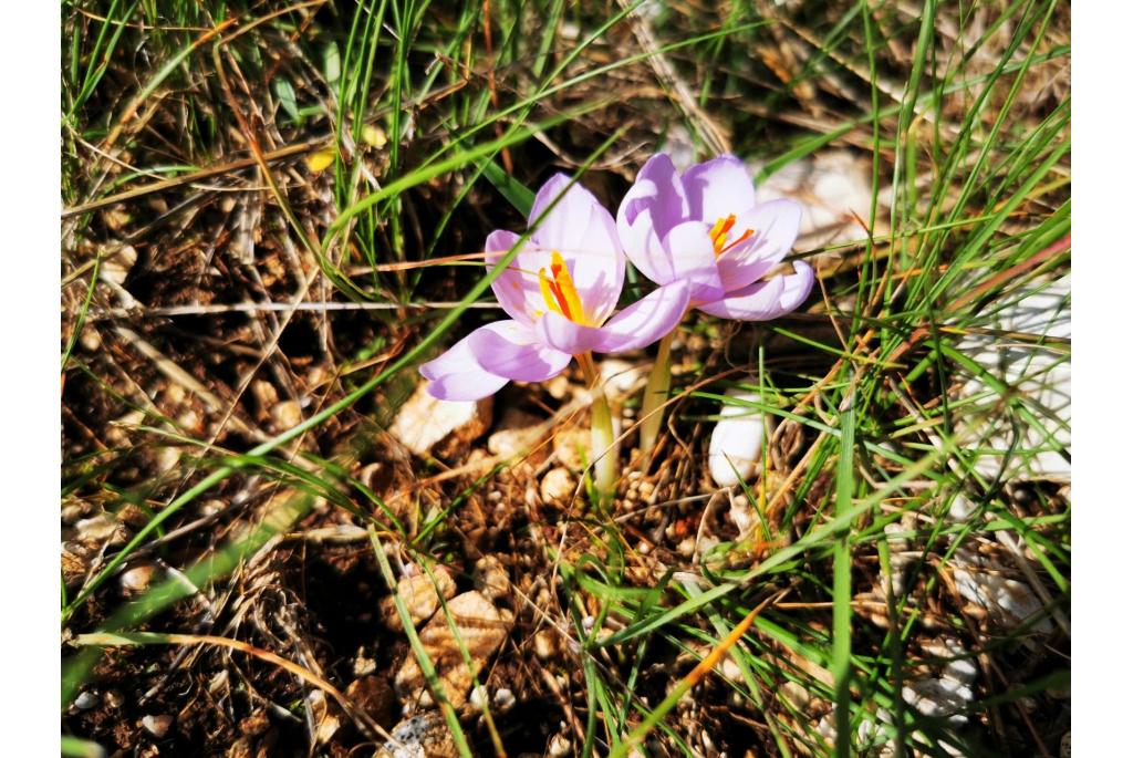 Langbloemige krokus