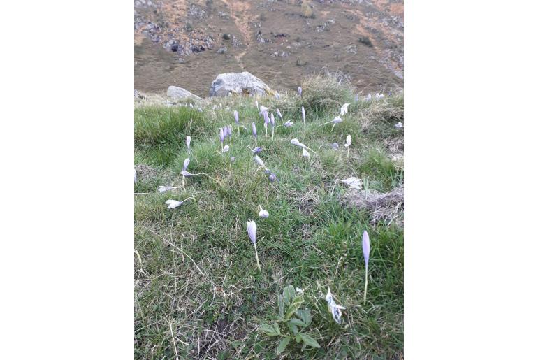 Crocus nudiflorus -7762