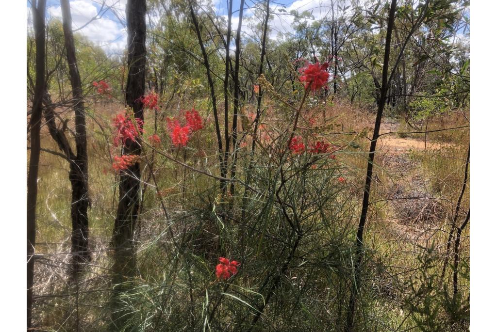 Grevillea met lange stijl