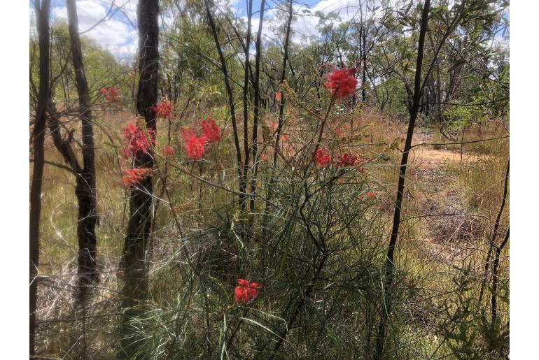 Grevillea longistyla -7764