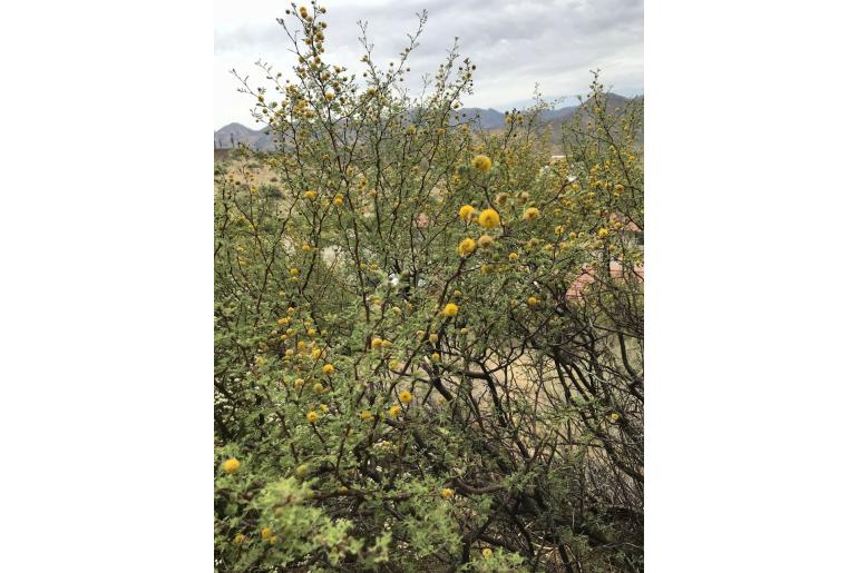 Vachellia constricta -7767