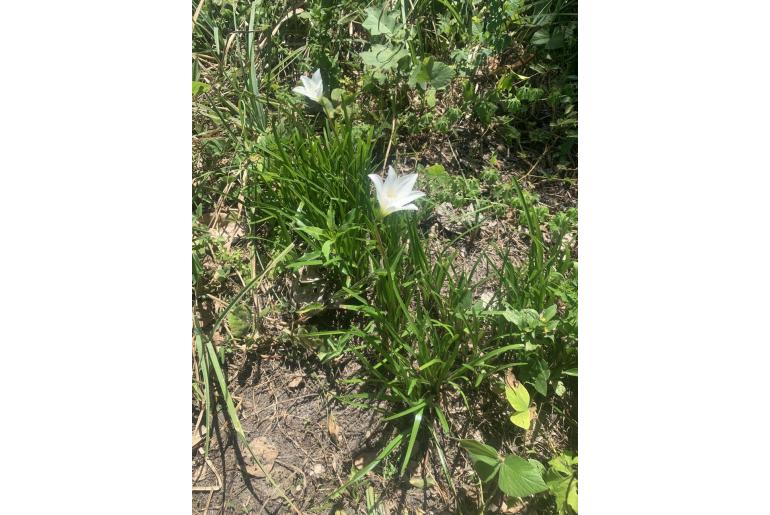 Zephyranthes puertoricensis -7770