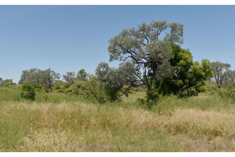 Grevillea striata -7773