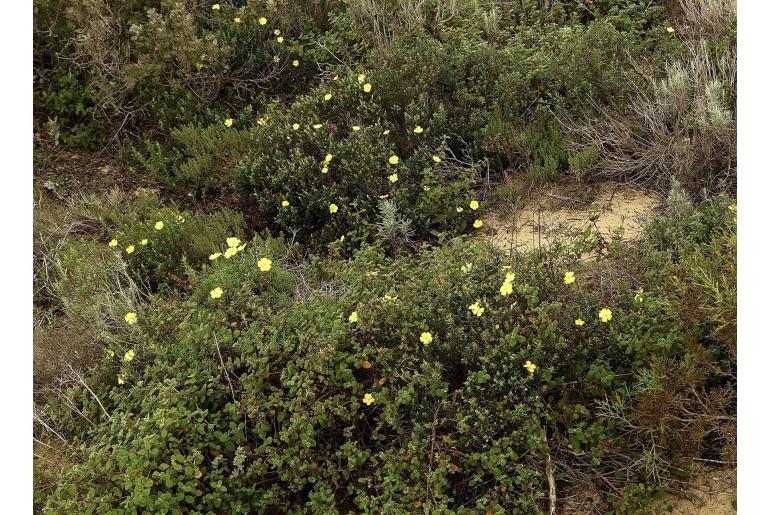 Cistus calycinus -7806