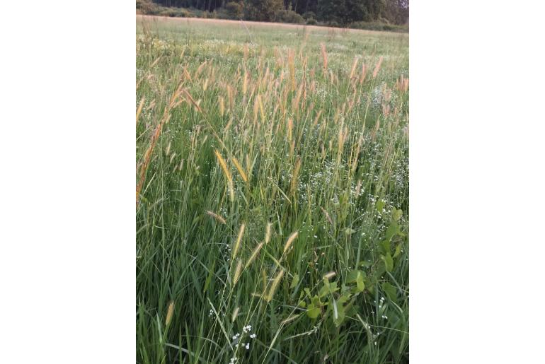 Hordeum secalinum -7808