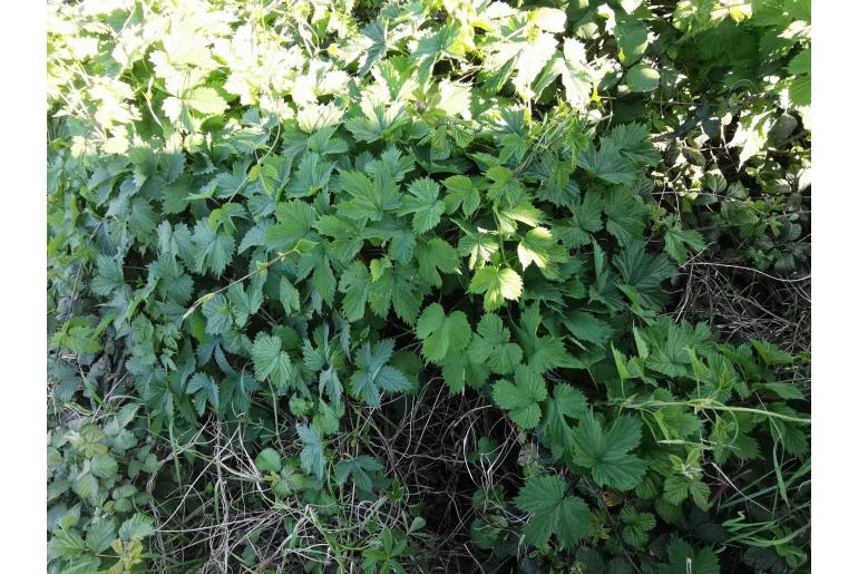 Humulus lupulus -7809