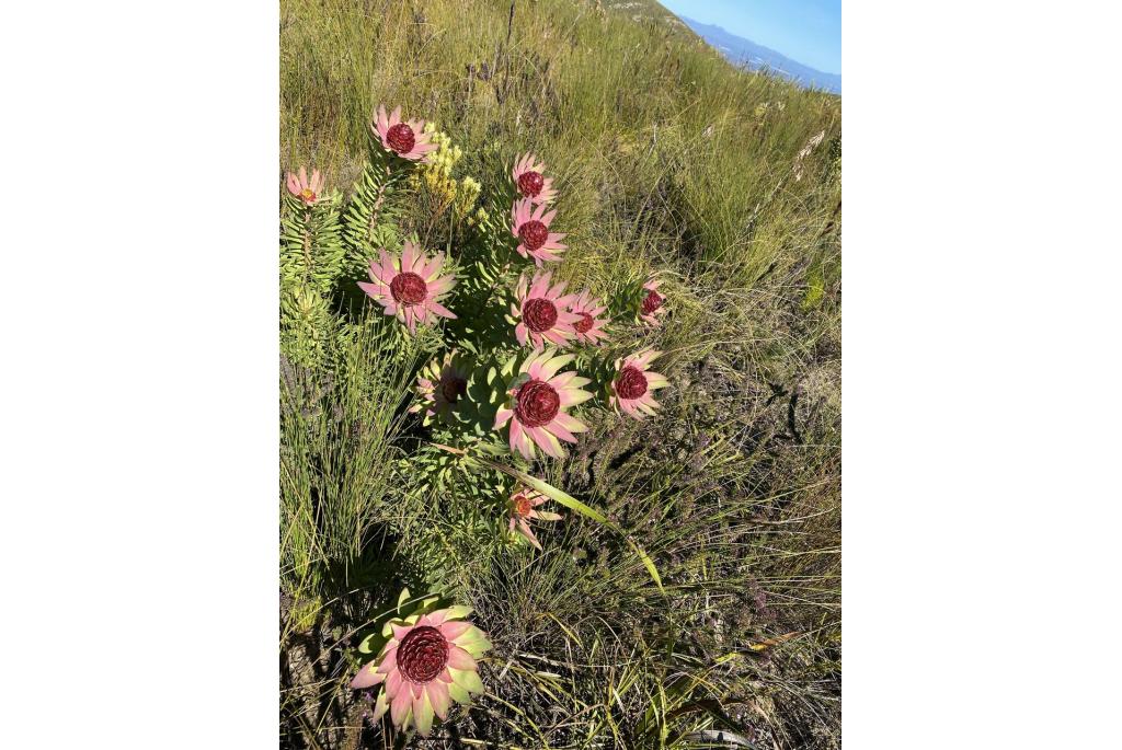 Oosterse leucadendron