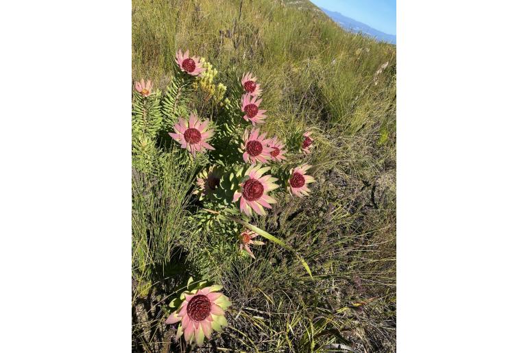 Leucadendron orientale -7822