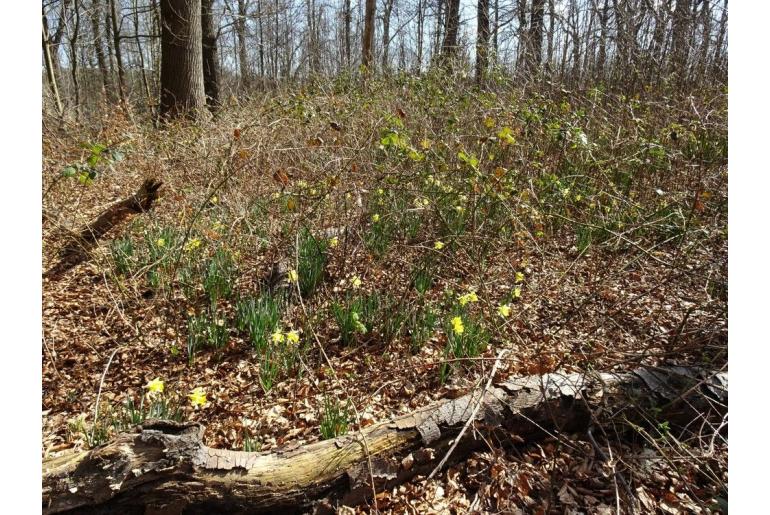 Narcissus pseudonarcissus -7832