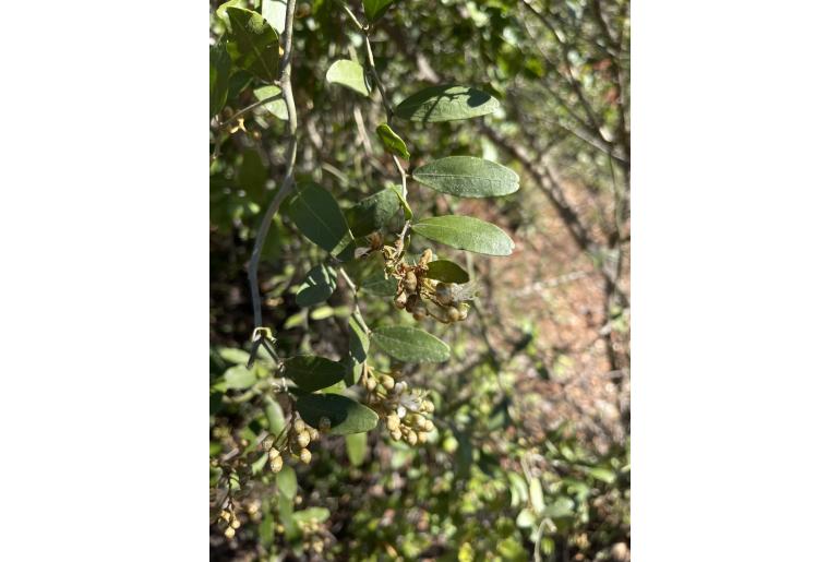 Capparis fascicularis -7834