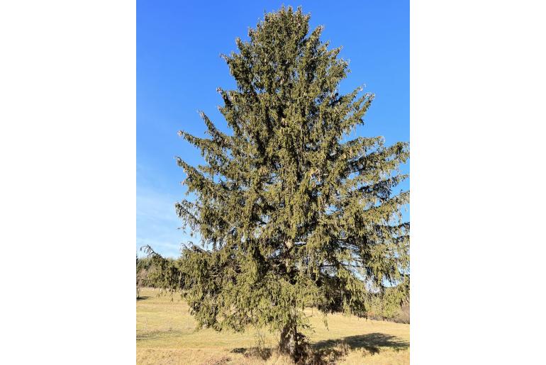 Picea abies -7848