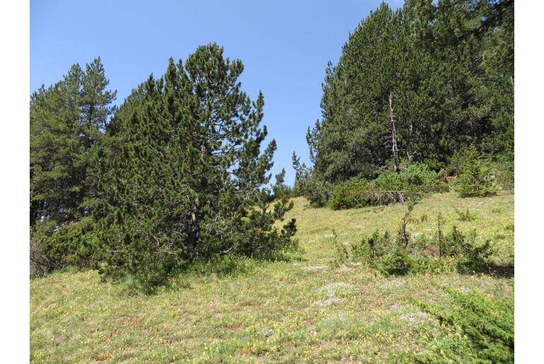 Pinus uncinata -7854