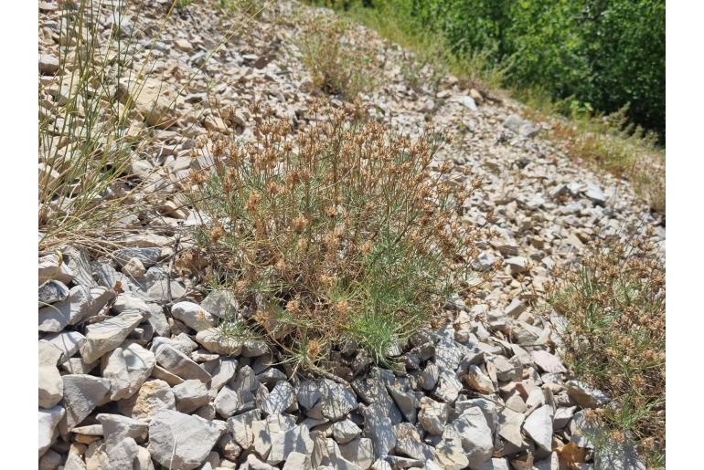 Plantago sempervirens -7856