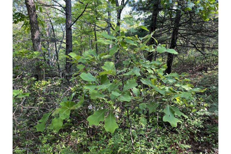 Quercus ilicifolia -7880