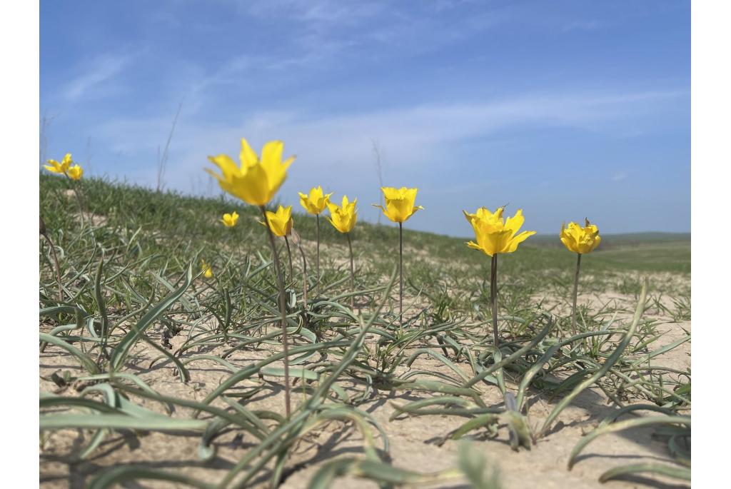 Kolpakowski Tulp