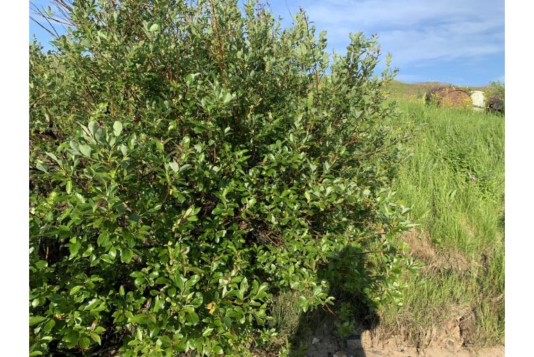 Salix phylicifolia -7894