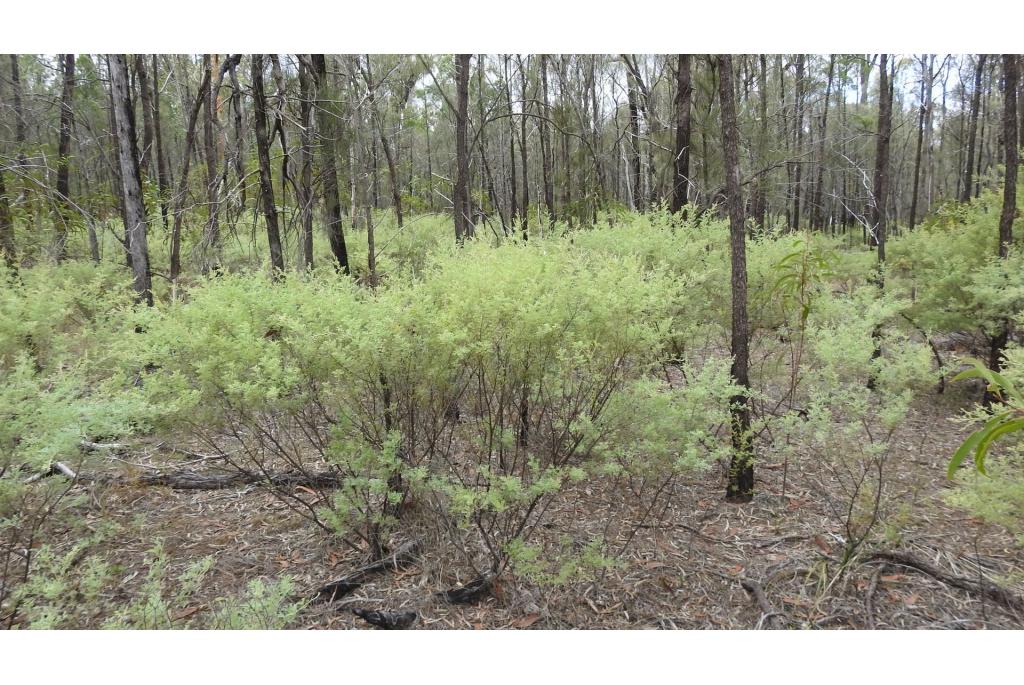 Chinchilla acacia