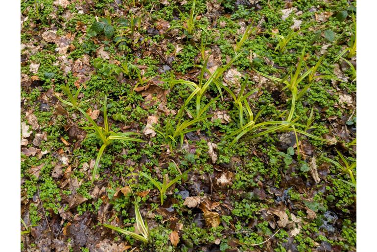 Scirpus sylvaticus -7905