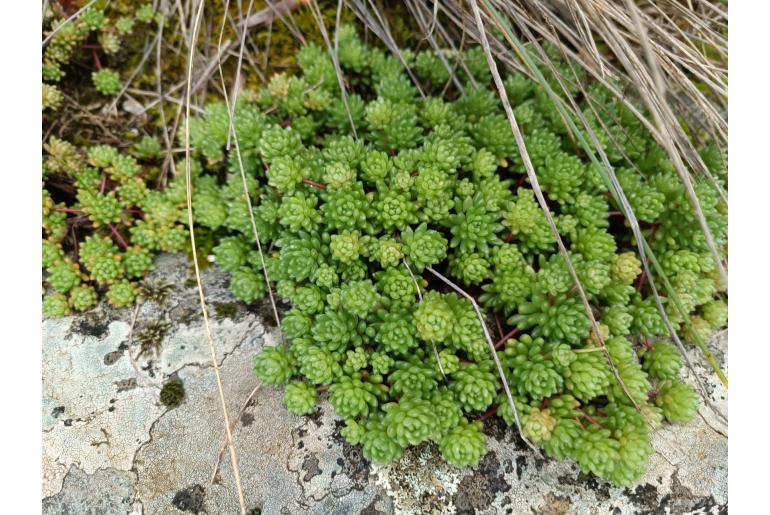 Sedum hirsutum -7910