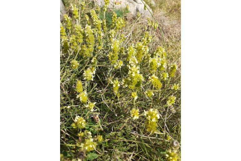 Sideritis hyssopifolia -7920