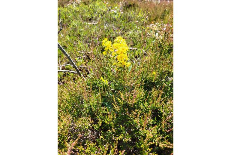 Solidago virgaurea -7928