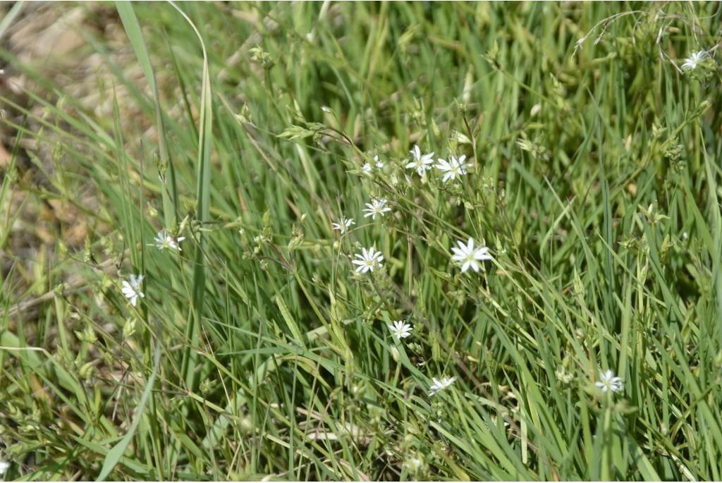 Grasbladerig kuikenkruid