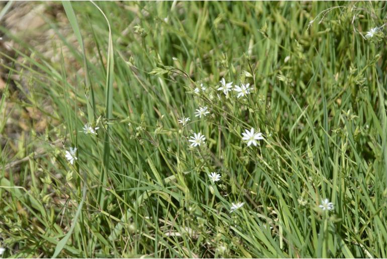 Stellaria graminea -7929