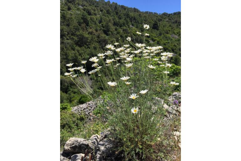 Tanacetum cinerariifolium -7935