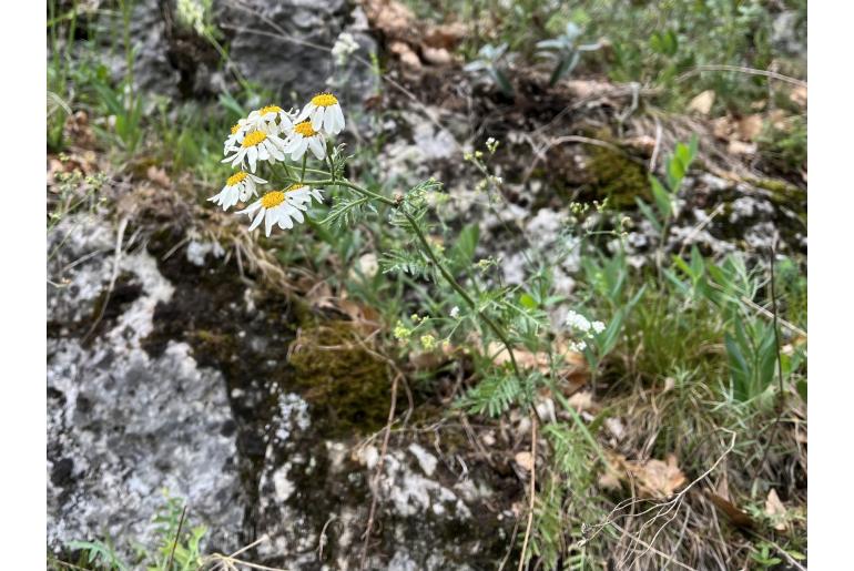 Tanacetum corymbosum -7936