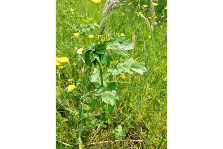 Thalictrum flavum -7941