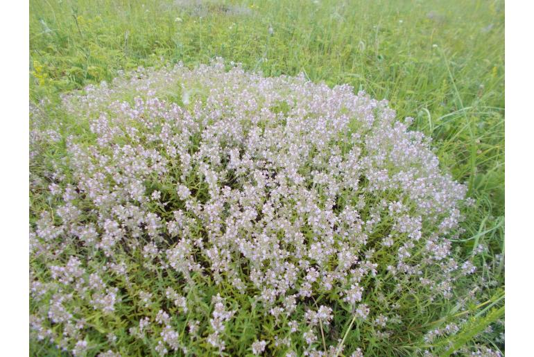 Thymus pulegioides -7945