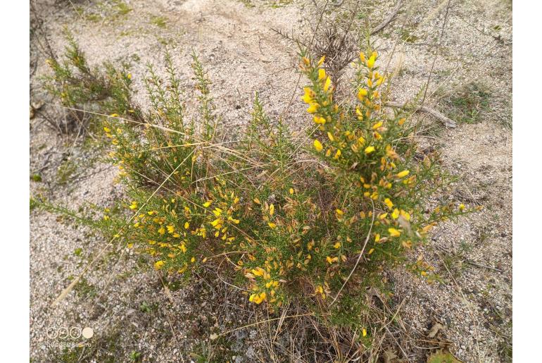 Ulex parviflorus -7948