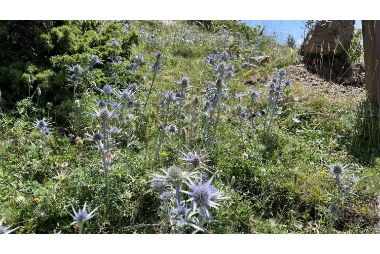 Eryngium bourgatii -7952