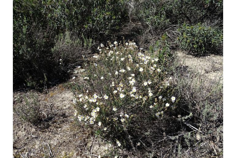 Cistus umbellatus -7956