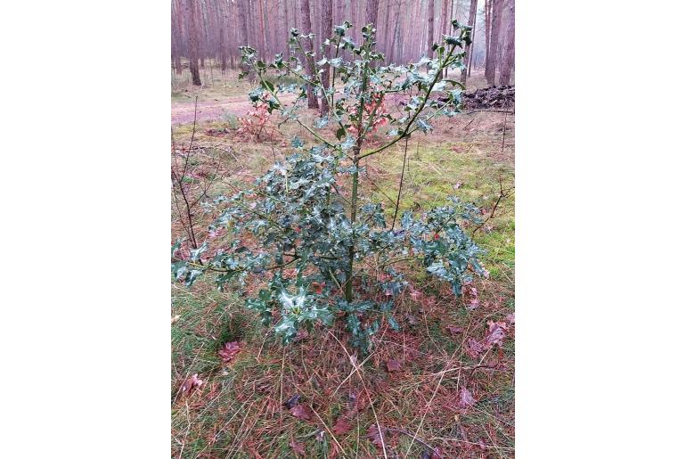 Ilex aquifolium -7957