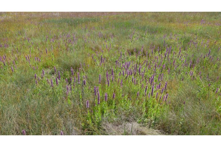 Nepeta tuberosa -7971