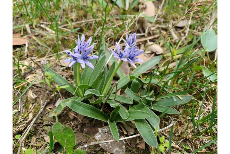 Hyacinthoides lingulata -7981