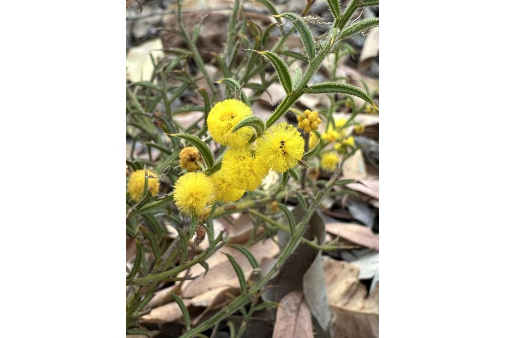 Harige aders acacia