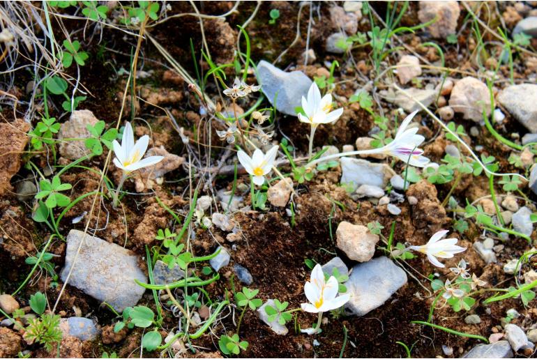 Crocus pumilus -7994