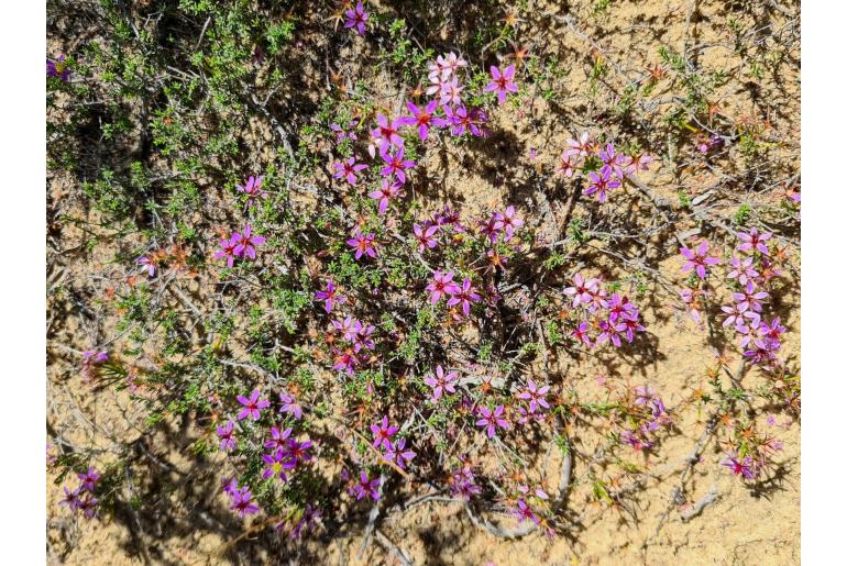 Calytrix strigosa -7999