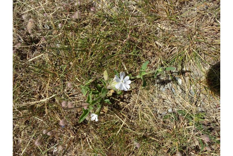 Silene latifolia -8000