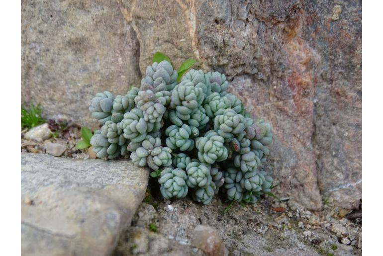 Sedum dasyphyllum -8016