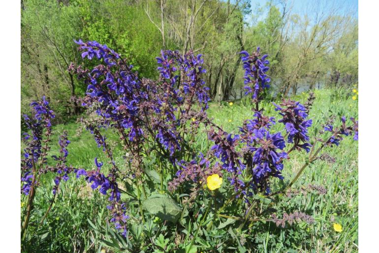 Salvia pratensis -8017