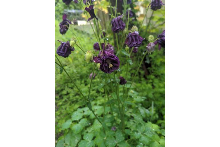 Aquilegia atrata -8018