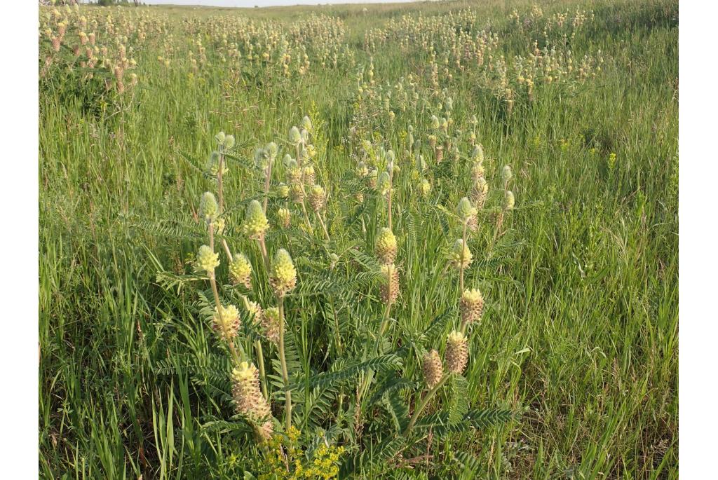 Vossenstaart astragalus