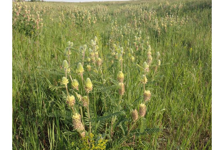 Astragalus alopecurus -8019