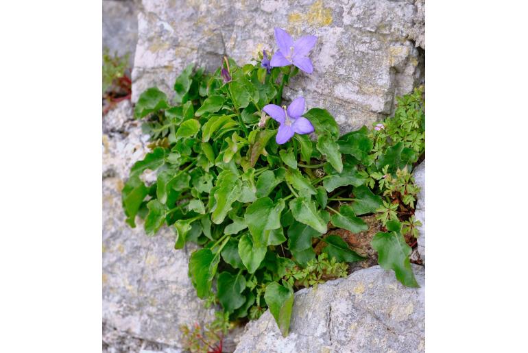 Campanula pyramidalis -8021