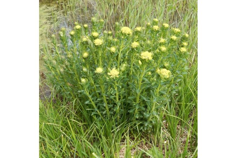 Euphorbia palustris -8031